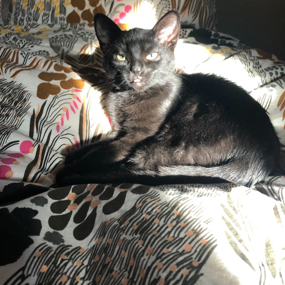 Meet your Posher, Posh